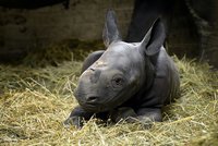 Ve Dvoře Králové se narodil nosorožec dvourohý. Zoo slaví přírůstek ohroženého druhu