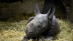V ZOO Dvůr Králové nad Labem se 9. prosince 2018 narodilo mládě nosorožce dvourohého, druhu, který je ohrožen vyhynutím. Nové mládě je sameček a je 46. nosorožcem dvourohým, který se ve dvorské zoo narodil. Zahrada patří k největším a nejúspěšnějším chovatelům nosorožců na světě.