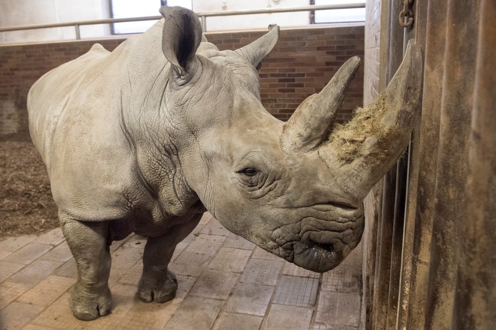 Do Zoo ve Dvoře Králové nad Labem přicestovala 12. prosince 2018 z Francie nová samice jižního bílého nosorožce, která by se ve dvorském safari parku měla zapojit do chovu a rozšířit tak stávající tříčlennou skupinu.
