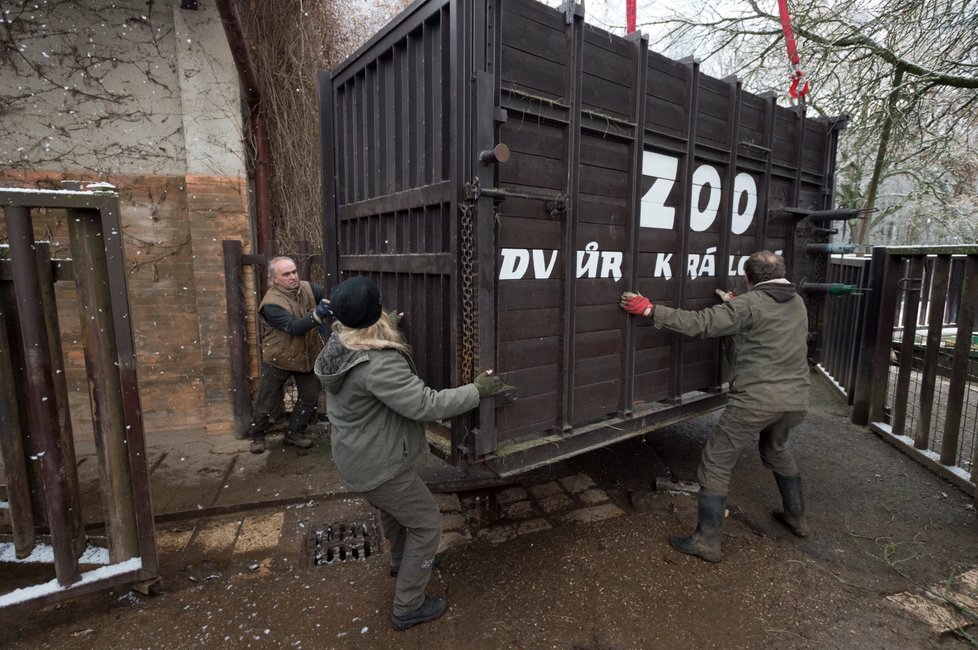 Do Zoo ve Dvoře Králové nad Labem přicestovala 12. prosince 2018 z Francie nová samice jižního bílého nosorožce, která by se ve dvorském safari parku měla zapojit do chovu a rozšířit tak stávající tříčlennou skupinu.