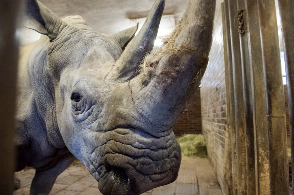 Do Zoo ve Dvoře Králové nad Labem přicestovala 12. prosince 2018 z Francie nová samice jižního bílého nosorožce, která by se ve dvorském safari parku měla zapojit do chovu a rozšířit tak stávající tříčlennou skupinu.