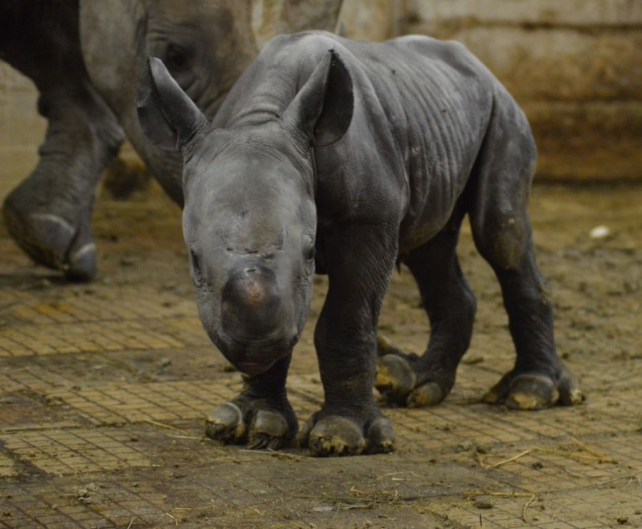 V zoo ve Dvoře Králové se narodila nosorožčí samička.