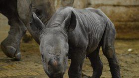 V zoo ve Dvoře Králové se narodila nosorožčí samička.