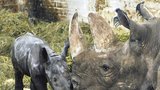 ZOO Dvůr Králové: Slaví přírůstek mezi nosorožci!