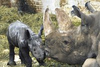 ZOO Dvůr Králové: Slaví přírůstek mezi nosorožci!