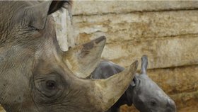 V zoo ve Dvoře Králové se narodila nosorožčí samička.