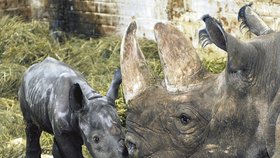 Nosorožčí holčička se svojí mámou Elbou