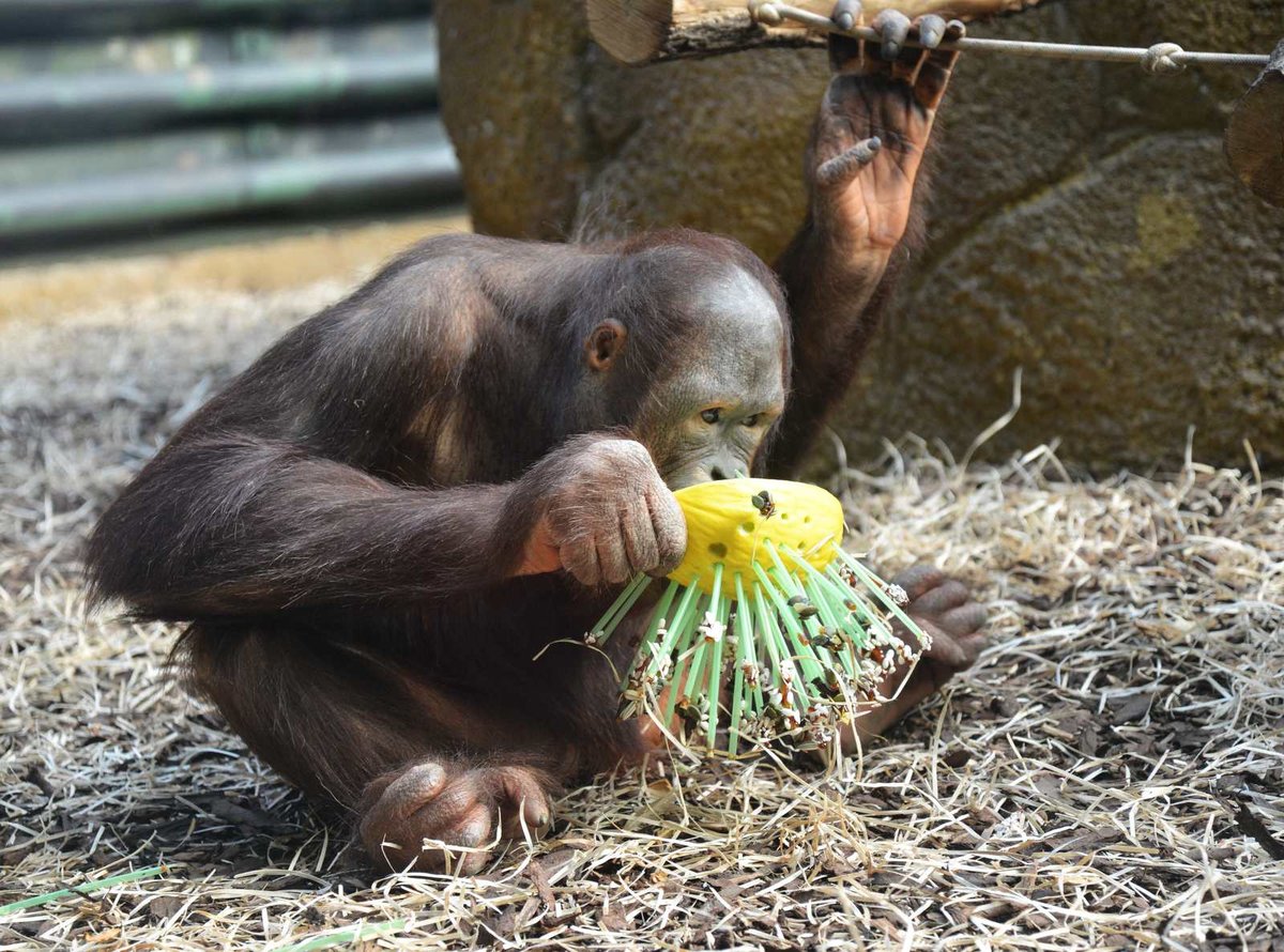 Zoo ve Dvoře Králové