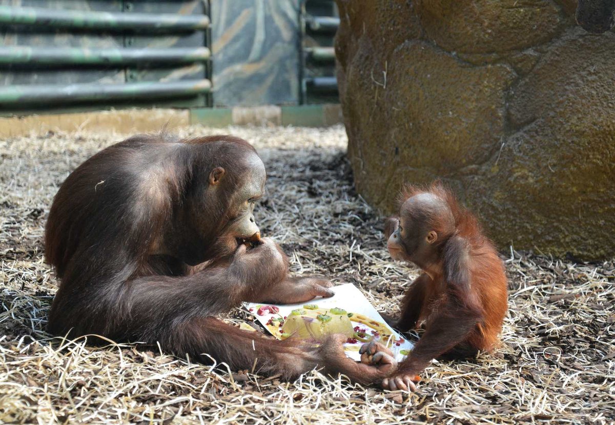 Zoo ve Dvoře Králové