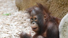 Nejkrásnější orangutaní slečna na světě: Já? To jako já že jsem něco vyhrála?