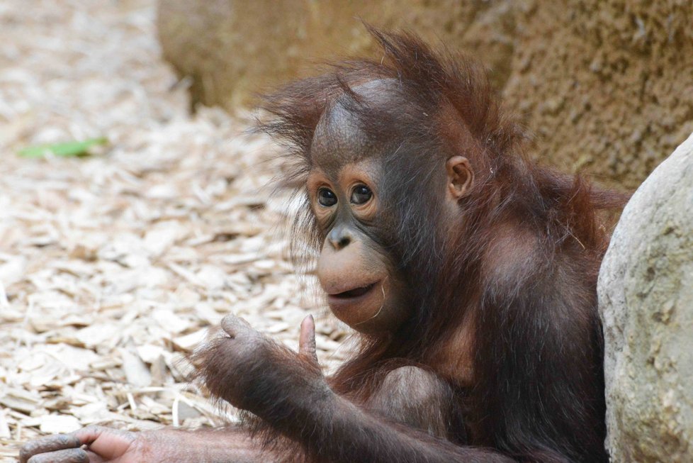 Nejkrásnější orangutaní slečna na světě: Já? To jako já že jsem něco vyhrála?