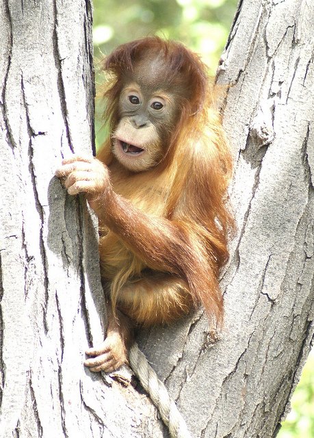 Třetí místo získala orangutanka Hesty ze zoo v Denveru.
