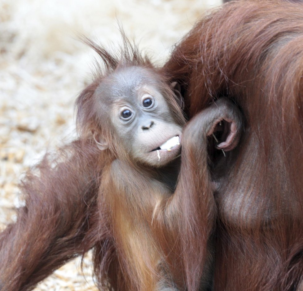 Druhou nejkrásnější orangutankou na světě je Diri z pražské zoo.