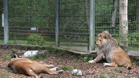 Zmatek v zoo v Německu vyvolal falešný poplach o útěku šelem 