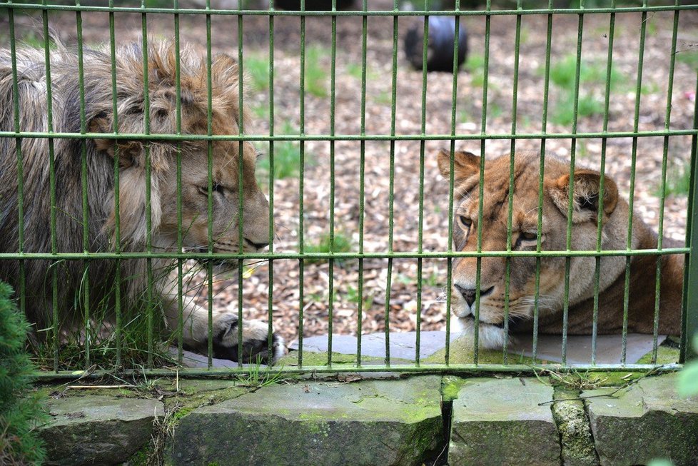 Zmatek v zoo v Německu vyvolal falešný poplach o útěku šelem 