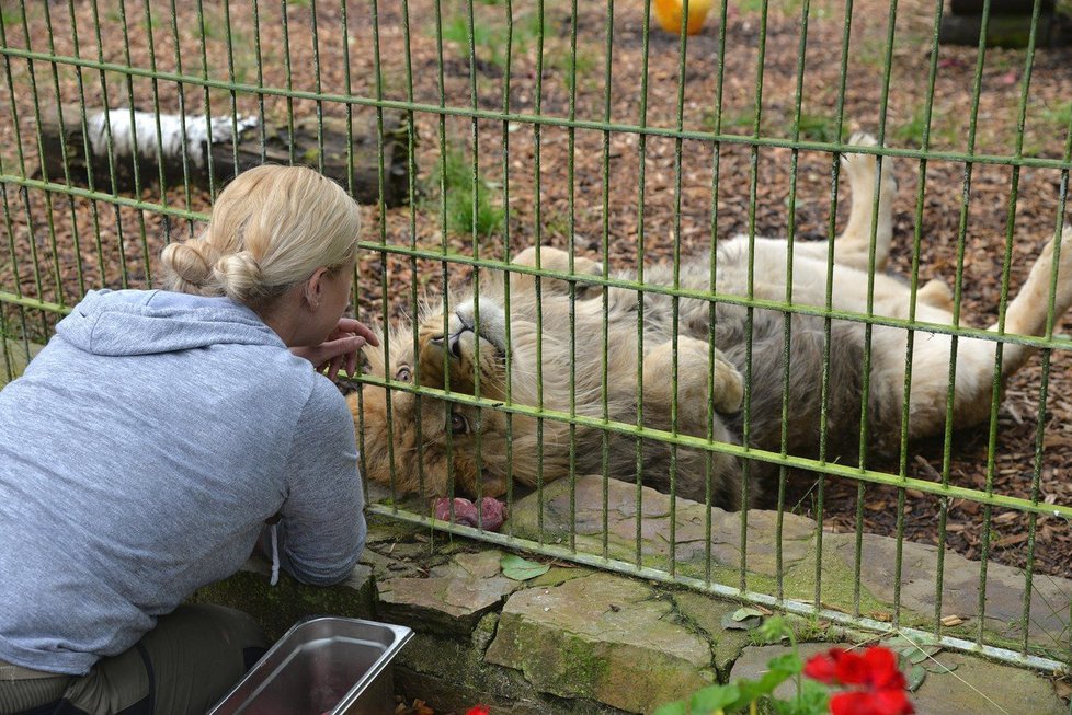 Zmatek v zoo v Německu vyvolal falešný poplach o útěku šelem 