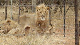 Hladovějící lvi čekali na smrt: Lovecká společnost je chovala pro bohaté zájemce