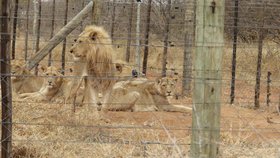 Hladovějící lvi na jihoafrické farmě