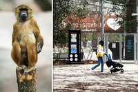 Evakuace v pařížské zoo: Mezi návštěvníky utekli paviáni