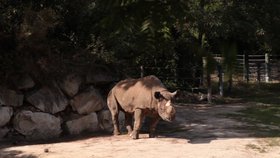 Dobrovolnické sdružení Rewild vybírá peníze, aby mohla odkoupit zoo v Bretani