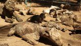 Zoo zkázy: Ze zvířat umučených hlady se staly mumie 