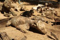 Zoo zkázy: Ze zvířat umučených hlady se staly mumie