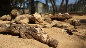 Šokující fotografie ze zoo zkázy.