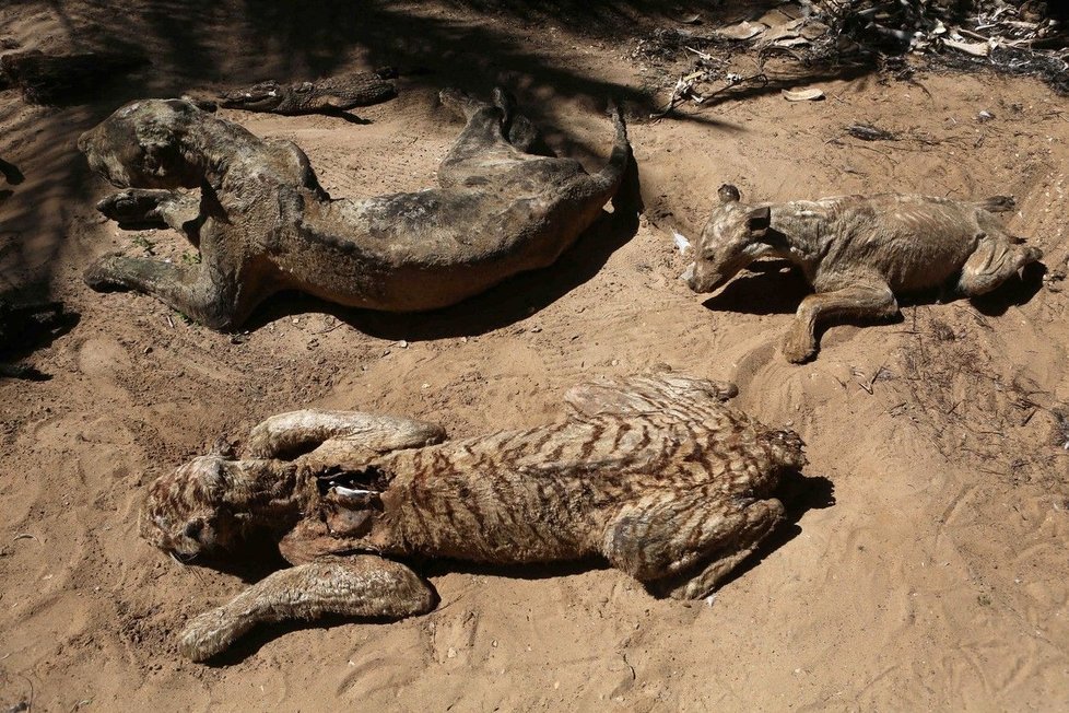 Šokující fotografie ze zoo zkázy.