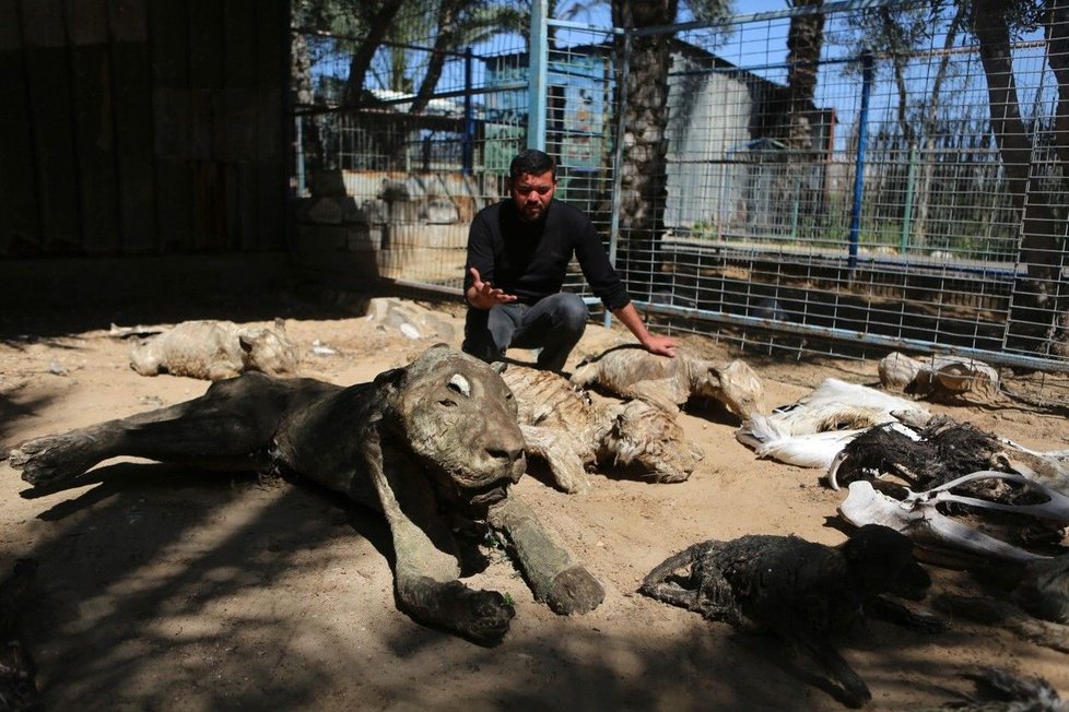 Šokující fotografie ze zoo zkázy.