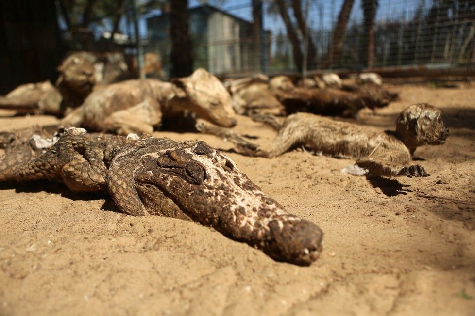 Šokující fotografie ze zoo zkázy.