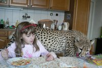 Gepardice Mzuri se mazlila s dětmi: Na Štědrý den si dala kuře