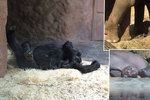 Roztomile ospalé sobotní odpoledne v pražské zoo