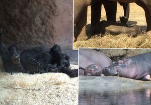 Roztomile ospalé sobotní odpoledne v pražské zoo