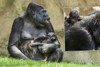 Gorilí mládě vzala máma ven: Čerstvý vzduch mu prospívá, říká Vít Lukáš z pražské zoo