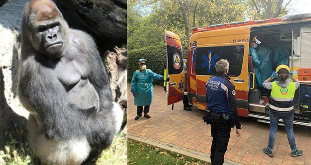 Chovatelku v zoo brutálně zřídil gorilí samec: Žena skončila v nemocnici, zvíře uspali