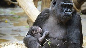 Gorilí samice má z mláděte radost.