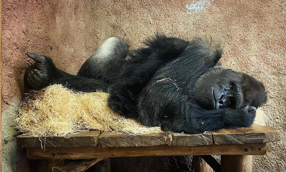 Gorilí samec Richard z pražské zoo oslavil třicáté narozeniny. 9.11.2021