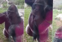 Gorilí samec prověřil bezpečnost zoo: Rozzuřil ho lidský samec s manželkou a dcerami