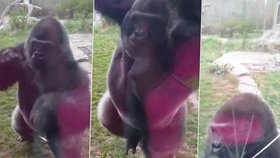 Gorilí samec se pokusil prorazit sklo.