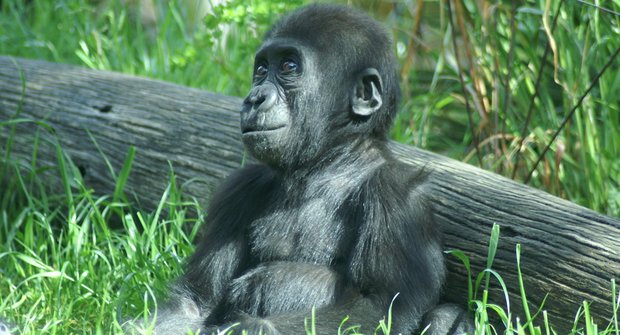 Pražská ZOO oslaví 80 let od založení