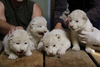 Velká událost v Zoo Hodonín: Narodila se tu vzácná lví čtyřčata! Po rodičích jsou bílá