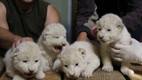 Velká událost v Zoo Hodonín: Narodila se tu vzácná lví čtyřčata! Po rodičích jsou bílá.