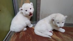Vzácnost v Zoo Hodonín: Narodily se tu dvě samičky lva jihoafrického, mají barvu smetany
