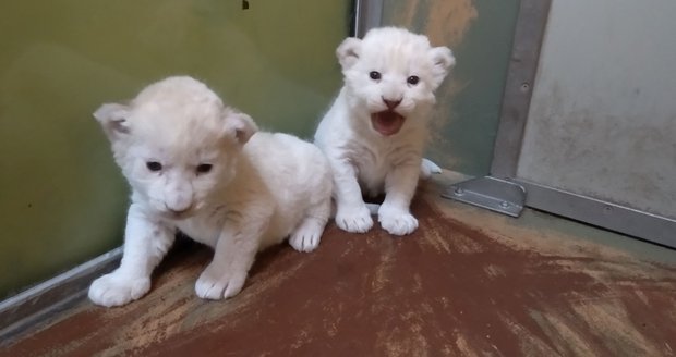 V hodonínské zoo se 13. prosince 2018 narodila mláďata lvů jihoafrických. Jde o dvě samičky, které mají navíc vzácnou smetanově bílou barvu.