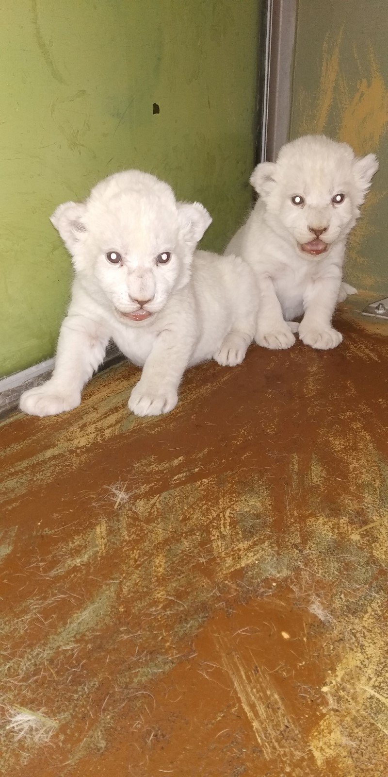 V hodonínské zoo se 13. prosince 2018 narodila mláďata lvů jihoafrických. Jde o dvě samičky, které mají navíc vzácnou smetanově bílou barvu.