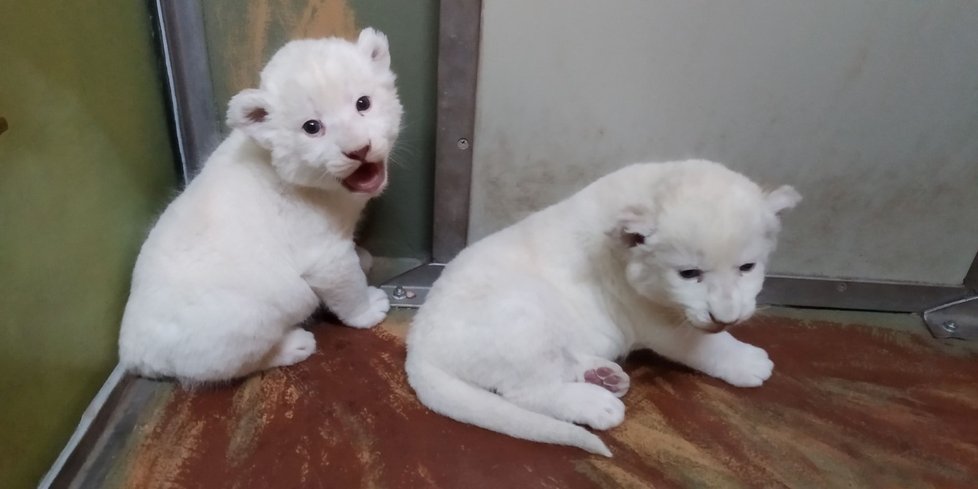 V hodonínské zoo se 13. prosince 2018 narodila mláďata lvů jihoafrických. Jde o dvě samičky, které mají navíc vzácnou smetanově bílou barvu.