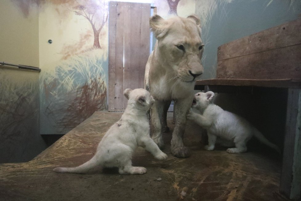 Lvíčata jihoafrická z hodonínské zoo mají za sebou prvních 8 týdnů života. Přes den jsou už i se svým otcem.