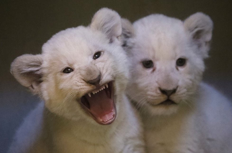 Lvíčata jihoafrická z hodonínské zoo mají za sebou prvních 8 týdnů života. Přes den jsou už i se svým otcem.