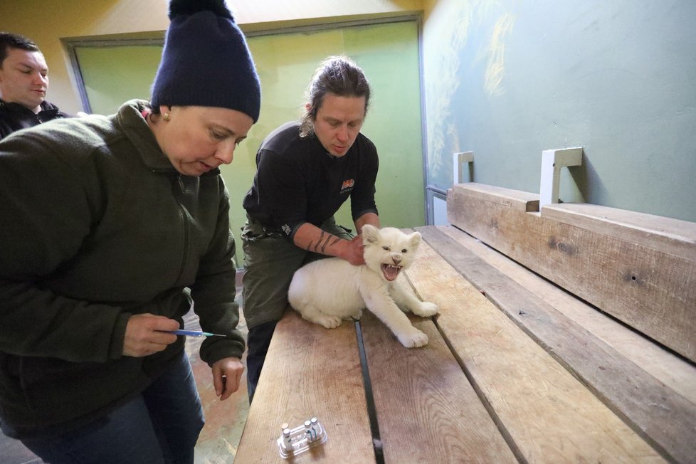 Lvíčata jihoafrická z hodonínské zoo mají za sebou prvních 8 týdnů života. Přes den jsou už i se svým otcem.