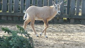 Nový přírůstek. Samička přímorožce arabského narozená na konci loňského roku si už prohlíží svůj výběh.